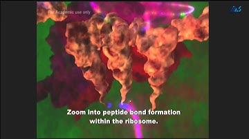 Ada Yonath-What was first, the genetic code or its products?