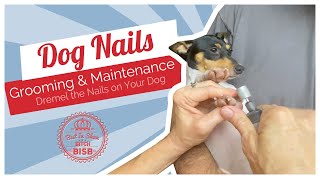 Dog Show Grooming: How To Dremel Nails on a Toy Breed Dog by BIS B 2,283 views 3 years ago 4 minutes, 24 seconds