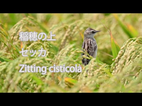 【稲穂の上】セッカ Zitting cisticola