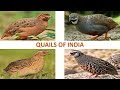 Quails of India 🇮🇳 | Birds | Indian Birds