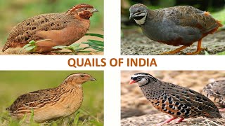 Quails of India 🇮🇳 | Birds | Indian Birds