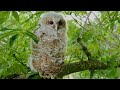 Tawny Owl Chicks Flourish Against All Odds 🐥 | Tawny Owls of Ash Wood 🦉