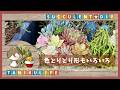 【多肉植物】中くらいの鉢の寄せ植えなん【succulent】