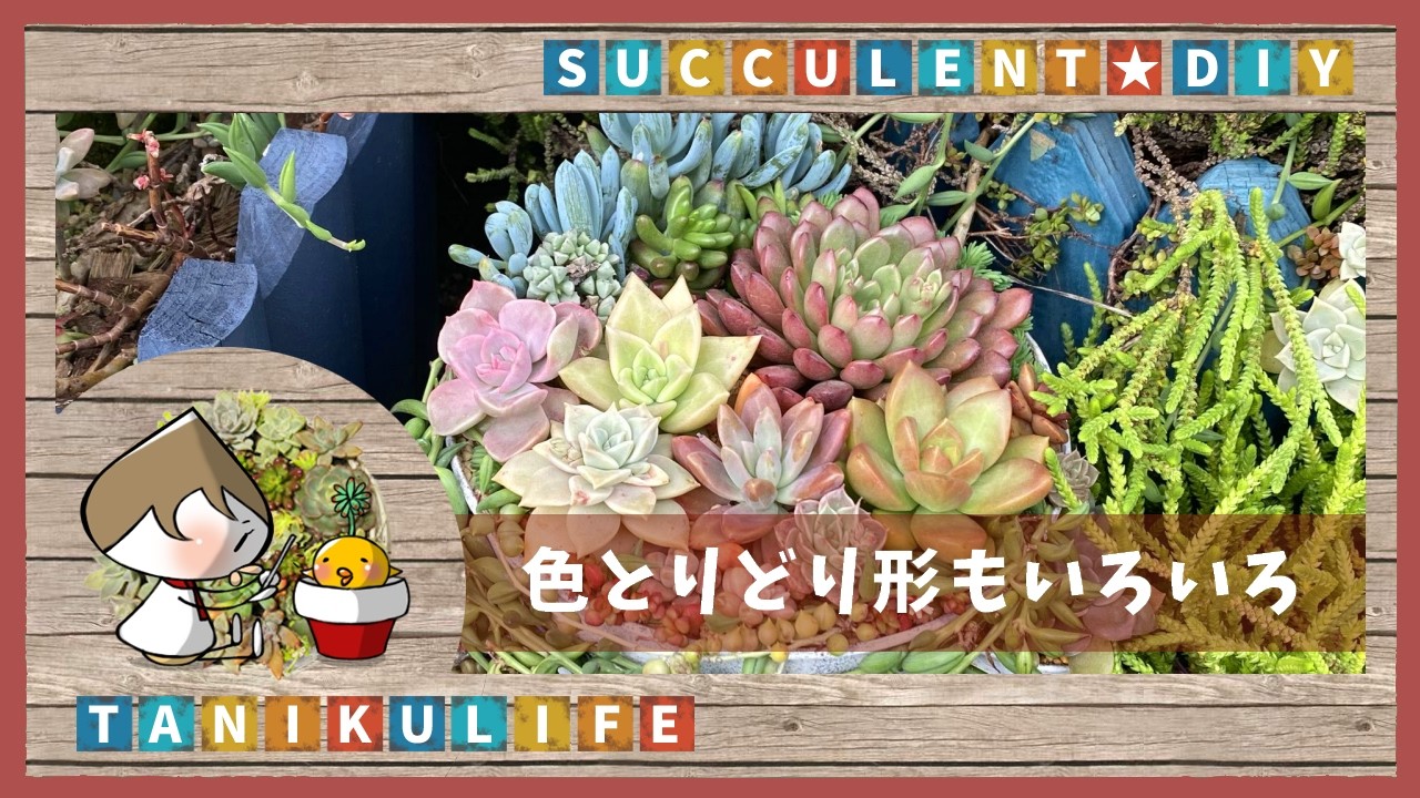 【多肉植物】中くらいの鉢の寄せ植えなん【succulent】