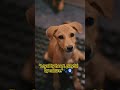 🐾💞🧿 #dog #dogshorts #doglife #doglove #dogvideos #dogsad #dogstory #shorts #viral #fyp
