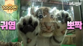 그만 커도 될 것 같다♡ ㅣ Come. Tiger Gives You High Five Bruh