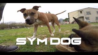 Jeux De Chiot Am Staff Et Malinois Youtube Jeux De Chiot Am Staff Et Malinois Youtube