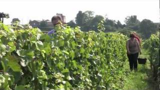 Vendanges 2011 - Maconnais