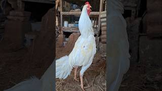 Download Lagu Panggilan pagi ayam jago putih berkokok #morning #morningcall #rooster MP3