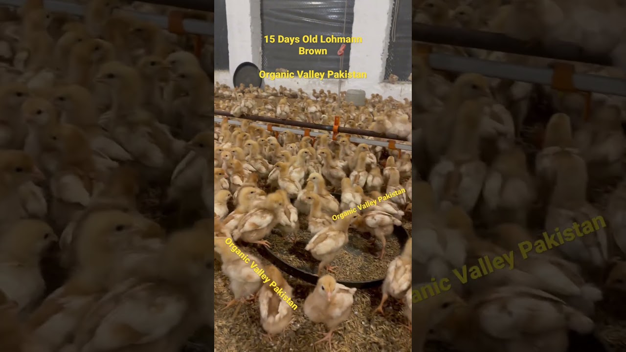 15 Days Old Lohmann Brown