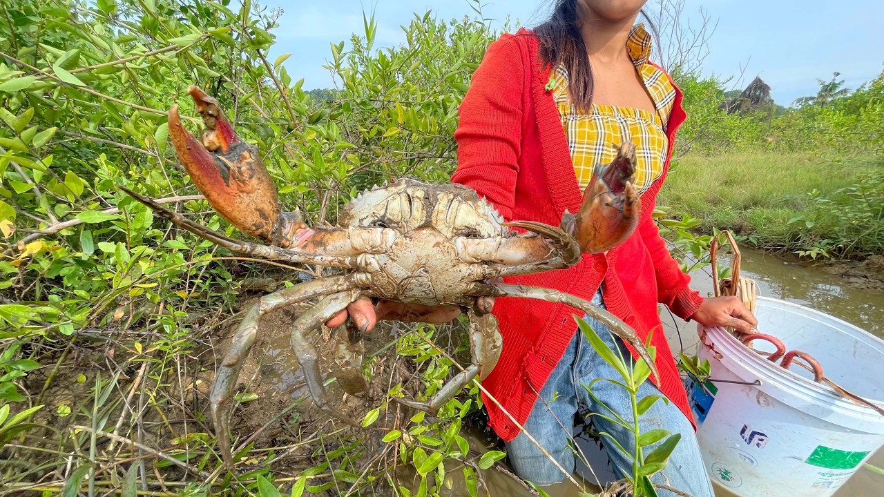 Secret Spot Revealed! Huge Mud Crabs Under Mangroves | A Lot Of Sea Crabs | Fishing Crabs by Skills