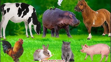 Beautiful Animal Moments: Cat, Chicken, Elephant, Cow, Sheep, Dog - Animal Sounds