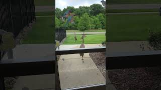 Whos knocking? #cranes #animals #pets