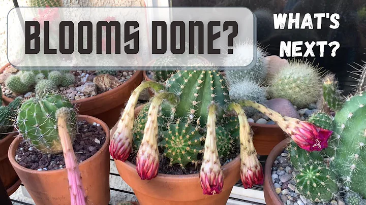 After a Cactus Flowers. What do you do with the wilted cactus blooms? | #Cactus Care - DayDayNews