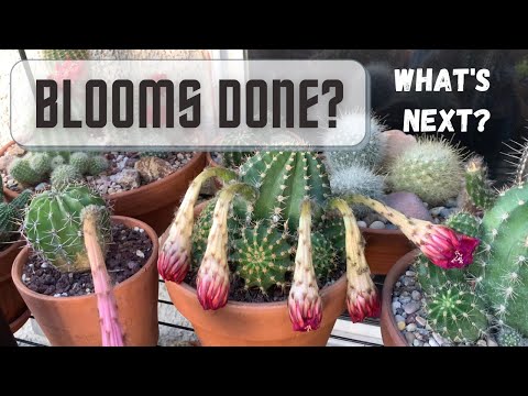 Video: Removing Spent Cactus Blooms: When And How To Deadhead A Cactus