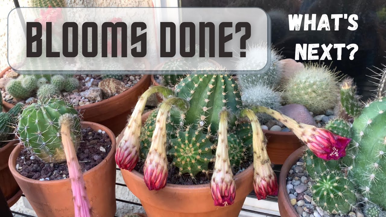 Do Cactus Flowers Close At Night?