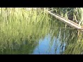 コイ・フナのウキ釣り