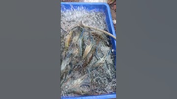 tôm càng xanh hấp nước dừa lá dứa