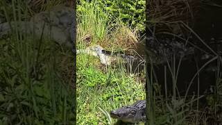 🐊Big gator eating a large python🐍