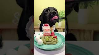 #dog #eating #food