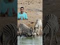 Duniya Ka Sabse Pyara Sath 😍 #zebra #wildlife #trending