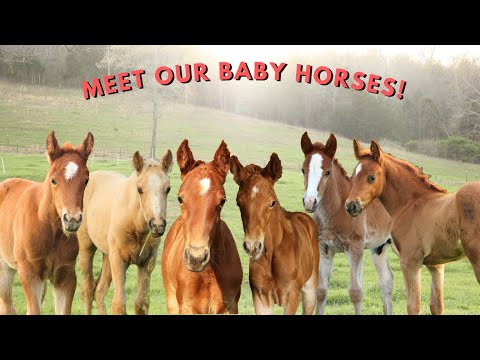 Meet ALL 6 Of Our Baby Horses!🥰💞