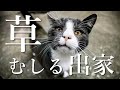 草むしる出家ーー教えにくい比丘の物語 ダンマパダ(Dhammapada)313偈|ゆるねこ仏教オンライン講座12(19 Apr 2022)