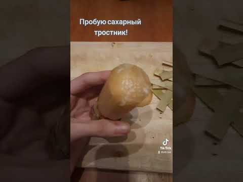 Пробую сахарный тростник из Мексики