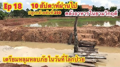 ปลูกกล้วยต้นที่ 250 #โคกหนองนา #บ้านสวน #โลกร้อน #วิธีเอาตัวรอด ตุนเสบียงในที่ตัวเอง 10 สัปดาห์แล้ว