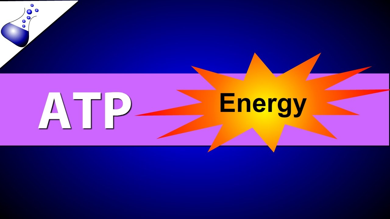 ATP (Adenosine Triphosphate)