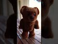 Cute Teddy walking animation made in blender #blender3d #animation #hair #fur #teddybear #cute
