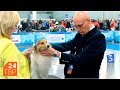 Шелти – маленькая собака большой красоты | Элита | ТВР24 | Сергиев Посад