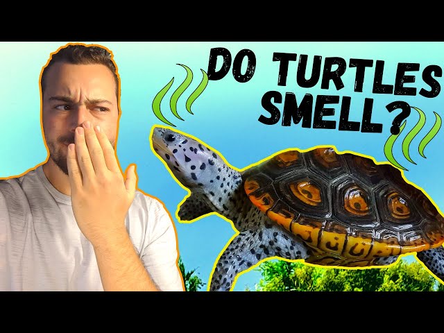 How to Keep a Turtle Tank from Smelling  