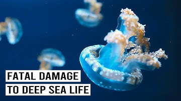 The Truth Behind Deep Sea Mining: What They Don