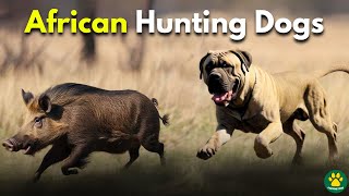 Top 5 Most Amazing Hunting Dog Breeds From Africa