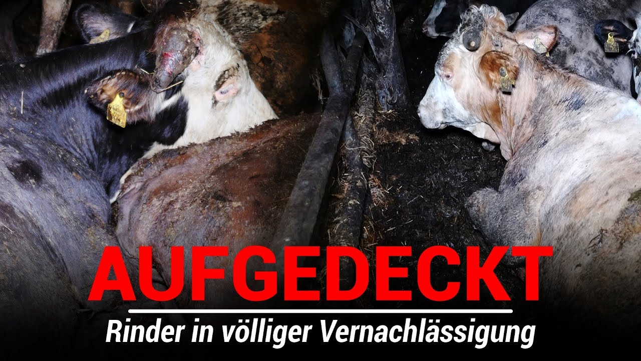 CRV Fleckvieh: Kälbervermarktung