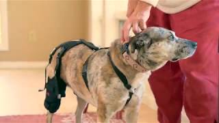 Ortho Dog  Cruciate Care Knee Brace Demo