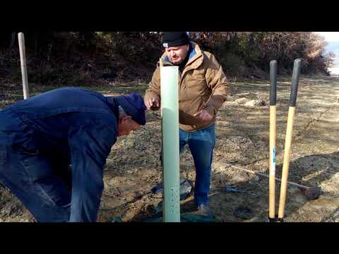 Vidéo: Pistachio Tree Care - Comment faire pousser un pistachier