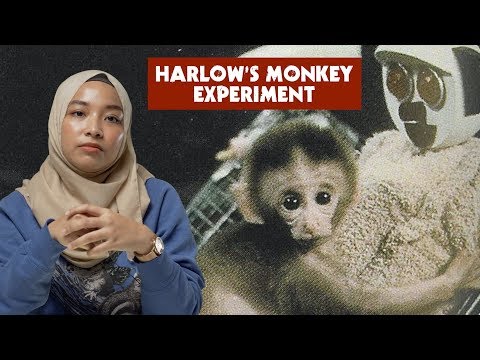 Video: Siapa yang menggunakan monyet untuk mempelajari keterikatan dan apa yang dia temukan?