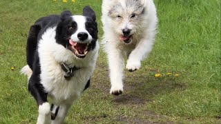 Doggy Past times: Running and Playing