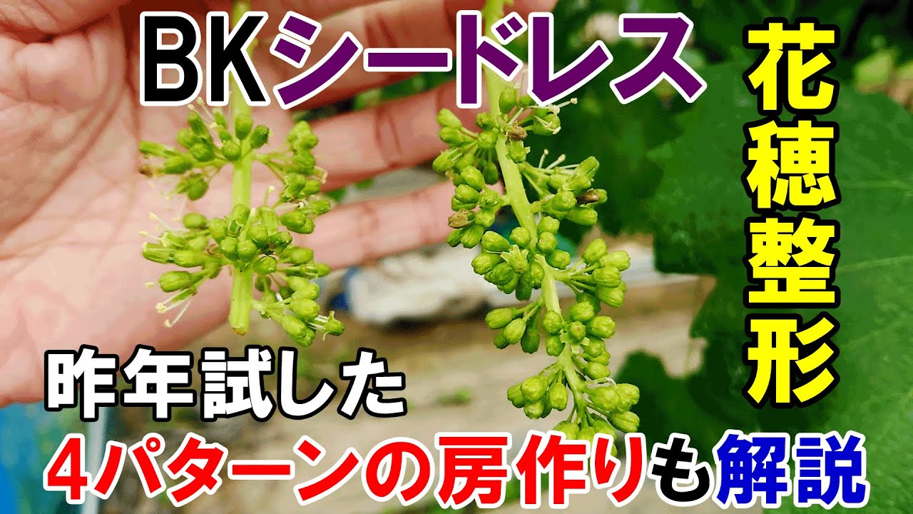 BKシードレスの花穂整形　昨年試した4パターンの房作りの結果も交えて解説