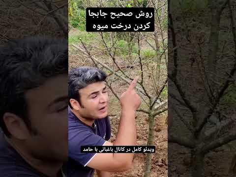 کاشتن درخت در فصل پاییز و روش صحیح کندن درخت از زمین و منتقل کردن اون به محل جدید کشاورزی مدرن