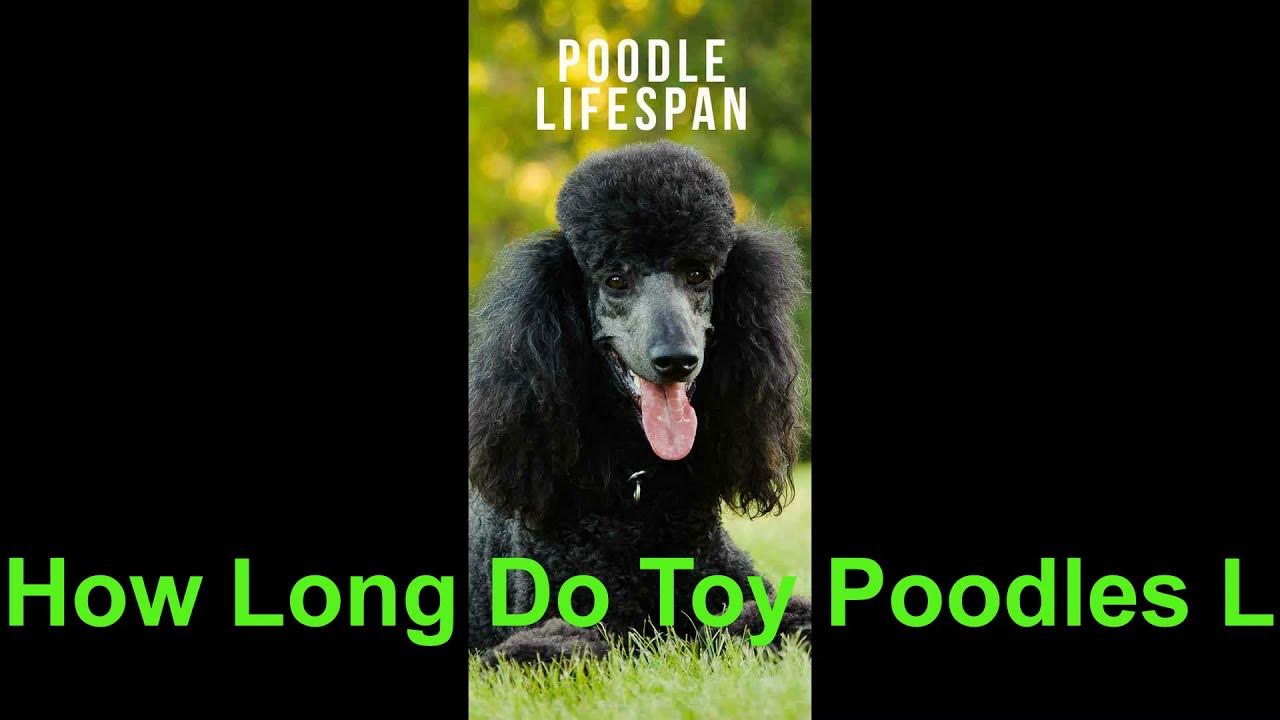How Long Do Toy Poodles Live? YouTube