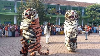 😱Special aduan can macanan loreng dan macan putih sambil atraksi salto | singo Raung