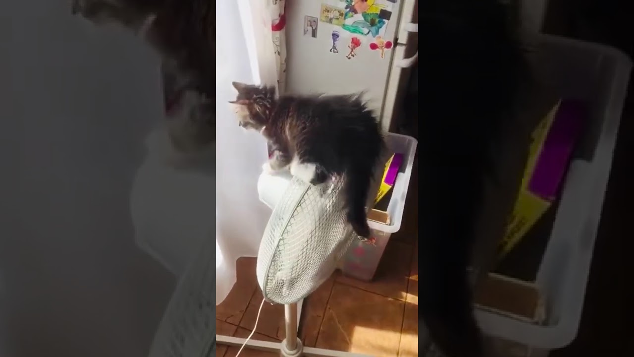 Держи хвост пистолетом,а нос по ветру. - YouTube