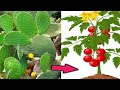 como hacer abono de nopal para tus plantas de jitomates 🍅🍅 o tomates