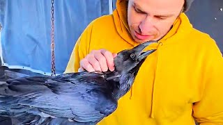 Pet Raven Bonded With Man After He Was Abandoned and Mistreated #animalstory