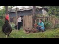 Duyen's family continued to expand their farm and raise more chickens.