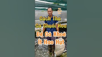 Thả cá chuối hoa giống sai cách, cá dễ sốc nước hao hụt – Áp dụng ngay cách này! #xuhuongyoutube