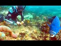 Dive for gold metal detecting under 1800s cemetery with big fish